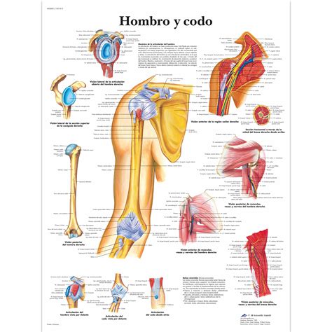 Hombro Y Codo L Mina Anatomical D