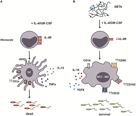 Frontiers Neutrophil Extracellular Traps Reprogram Il Gm Csf