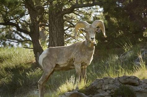 See Herds Of Bighorn Sheep In Western Nebraska