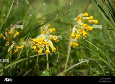 Cowslips In A Traditional English Meadow Stock Photo Alamy
