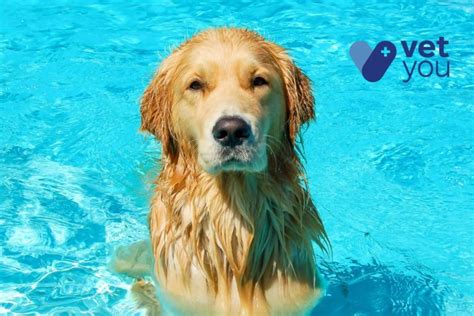 Gu A Refresca Y Evitar El Golpe De Calor De Tu Perro En Verano