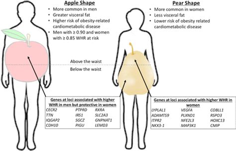 Sex Differences In Genomic Drivers Of Adipose Distribution And Related Cardiometabolic Disorders