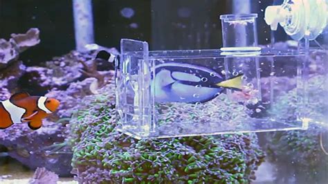 How To Build A Fish Trap For Aquarium A Step By Step Guide To Catching