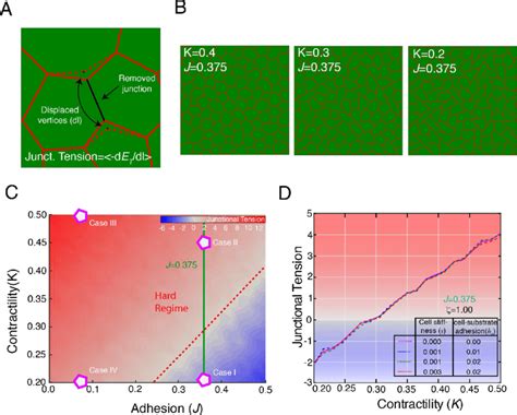 Mechanics Of Confluent Monolayers A Schematic Of Tension Calculation