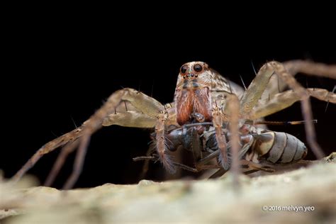 Wolf Spider With Prey By Melvynyeo On Deviantart