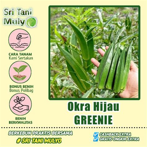 Jual Biji Benih Orka Hijau Greenie F Bibit Tanaman Sayur Sayuran