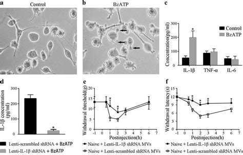 Hyperalgesia Induced By Microvesicles Mvs Was Mediated At Least