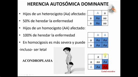 Herencia AutosÓmica Dominante Y Recesiva Youtube