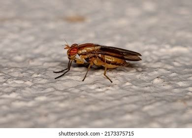 adult acalyptrate fly zoosubsection acalyptratae stock photo