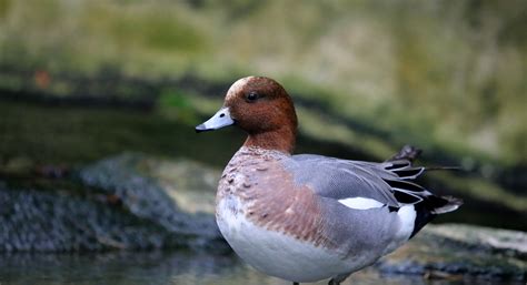 Definitive Guide To Eurasian Wigeon Facts, Habitat, Conservation Status ...