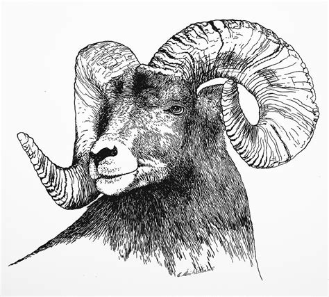 Big Horned Sheep Drawing By E Colin Williams Arca Pixels