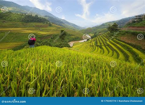 Socalcos De Arroz Paddy Na Zona Rural De Mu Cang Chai Yen Bai Serra