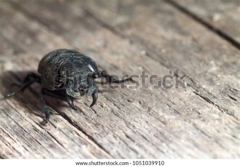 Male Lethrus Apterus Genus Large Beetles Stock Photo 1051039910