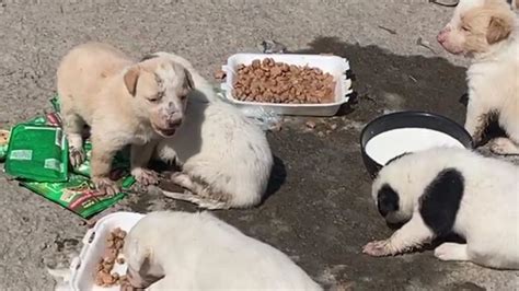 VIDEO Abandonan A Su Suerte A Camada De Perritos En Calles De Gustavo A