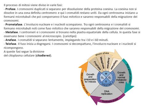 Alcune Cellule Si Dividono Solo In Presenza Di Segnali Chimici Esterni