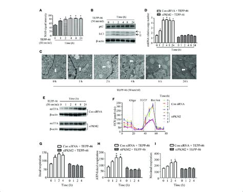 Mitochondrial Biogenesis Is Induced In Pkm2 Activated Macrophages