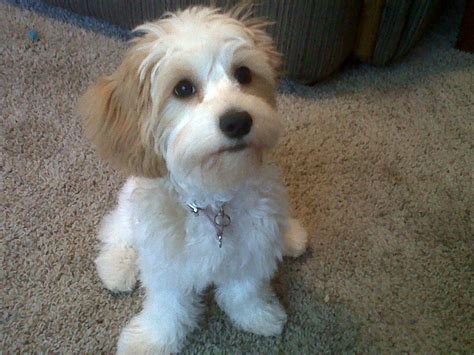 Cavachon | GreatDogSite