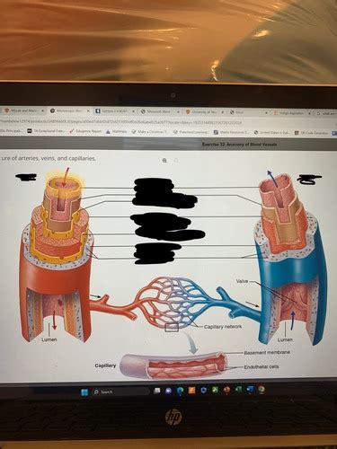 Anatomy Circulatory System Continued Flashcards Quizlet