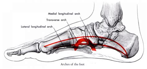 Resilient Feet For Better Health Core Connection