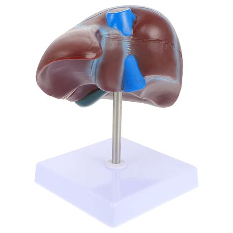 Liver Anatomical Model Models Normal Human Classroom Demonstration