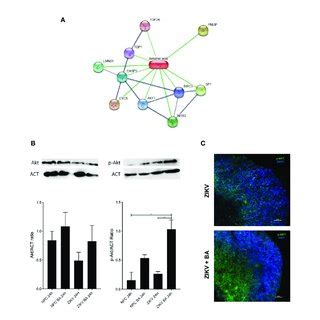 Characterization Of Human Derived Neural Progenitor Cells Npcs A