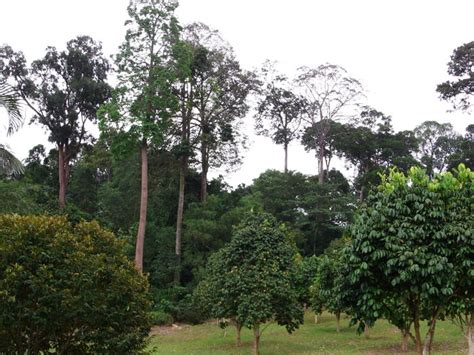 Taman Botani Negara Shah Alam Bukit Cerakah Rainforest Journal