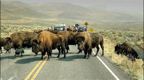 Huge Bison Herd Crosses Road Yellowstone National Park Youtube