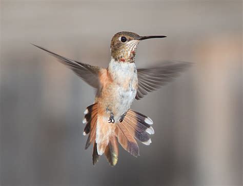 Ornithophily – TINY SEED LITERARY JOURNAL