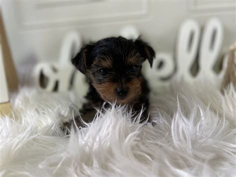 Yorkshire Terrier Puppies For Sale Spartanburg Sc 449010
