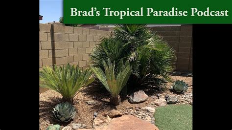 Brad S Tropical Paradise Podcast Trimming A Mediterranean Palm