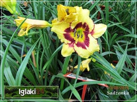 Hemerocallis El Desperado Liliowiec El Desperado żółty Purpurowy