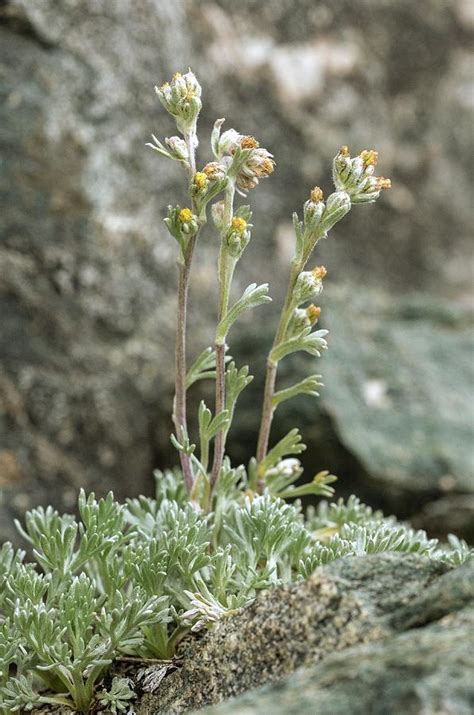 White Genipi Artemisia Umbelliformis In Flower Photograph By Bob