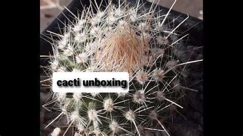 New Cacti Mail Unboxing Trimming Roots Of Lobivia Youtube