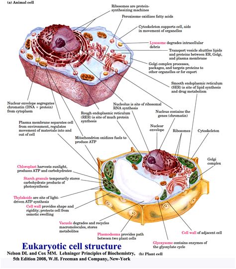 Glyoxysome Structure