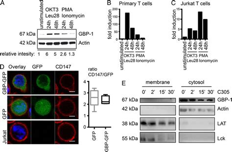 GBP 1 Expression And Localization Upon T Cell Stimulation A