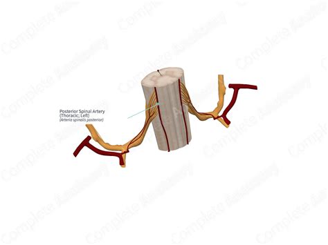 Posterior Spinal Artery Thoracic Left Complete Anatomy