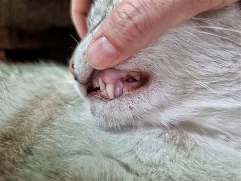 Pale Gums In Cats 8 Reasons It Might Be Happening Great Pet Care