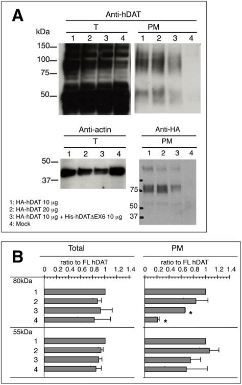 A Cos 7 Cells Grown On 60 Mm Petri Dishes Were Transiently Transfected