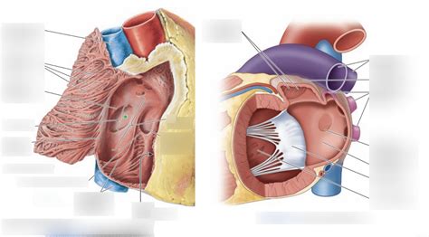 Label Interior of Right/Left Atrium Diagram | Quizlet