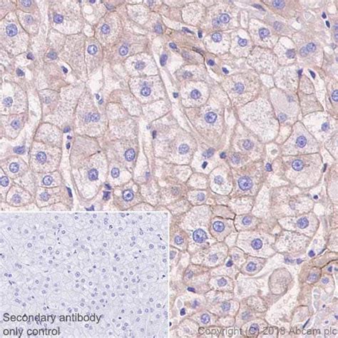 Anti N Cadherin 抗体 EPR1791 4 BSA and Azide free ab271856