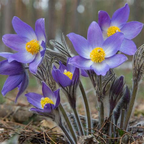 Anemone Seeds Violet Pasque Flower VoMoV Plants