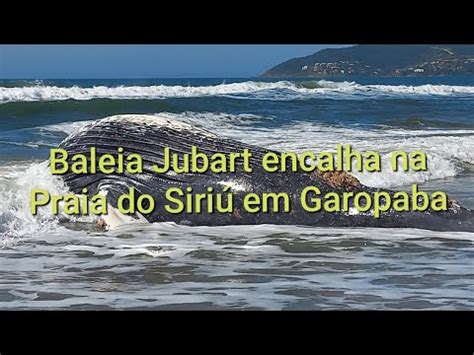 Baleia Jubart encalha na Praia do Siriú em Garopaba YouTube