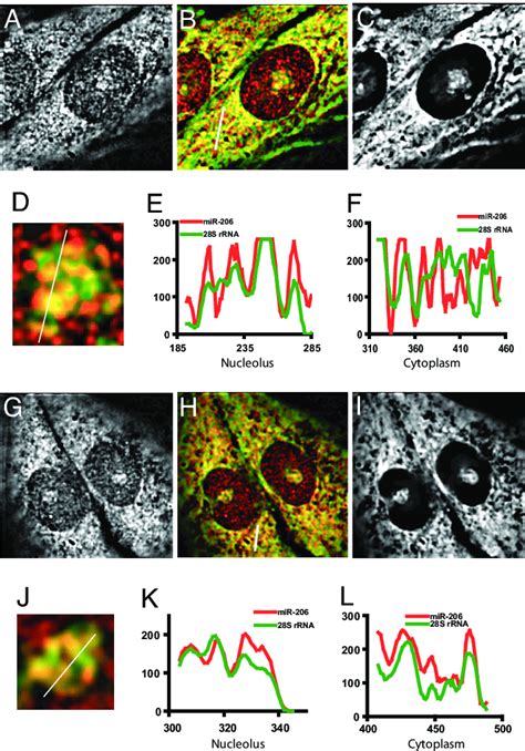 Mir Partially Colocalizes With S Rrna In The Nucleolar Gc And The