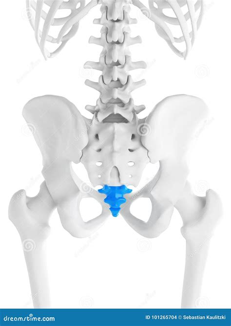 Coccyx Stock Illustrations – 536 Coccyx Stock Illustrations, Vectors ...