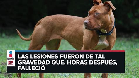 Los Pitbulls Son Agresivos Por Naturaleza Tras Ataque A Anciana YouTube