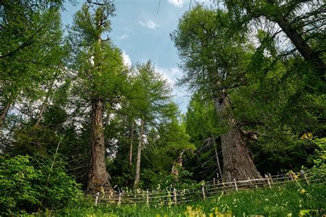 I Larici Millenari Della Val D Ultimo Foto E Racconto