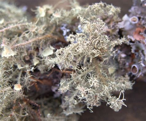 Usnea Lichen Identification Guide And Common Look Alikes