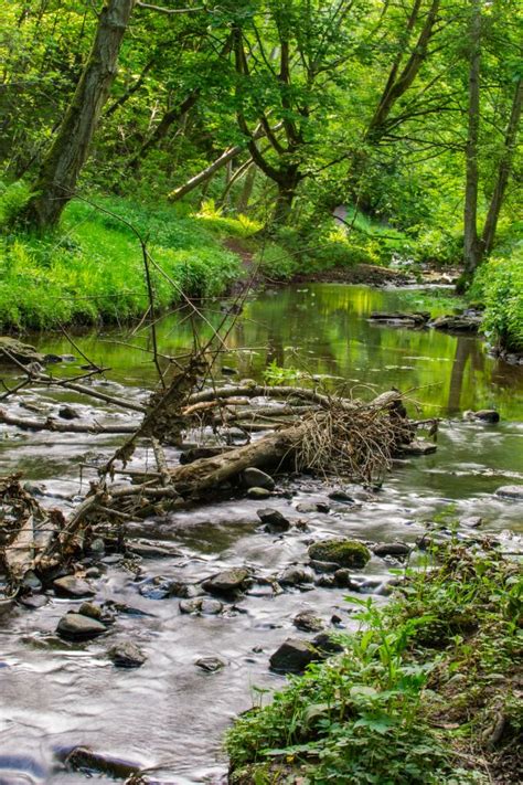 Free Images Tree Nature Forest Creek Wilderness Leaf Flower