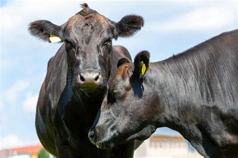 Cows And Climate Change The Facts A Z Animals Slideshows