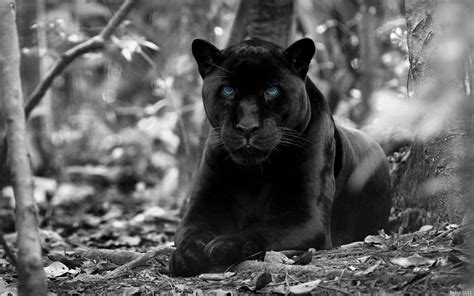 Black Jaguar Wallpapers 4k Hd Black Jaguar Backgrounds On Wallpaperbat